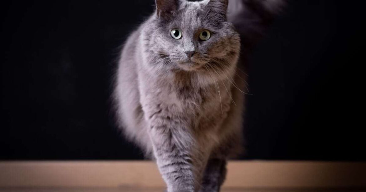 4 características do gato gato nebelung